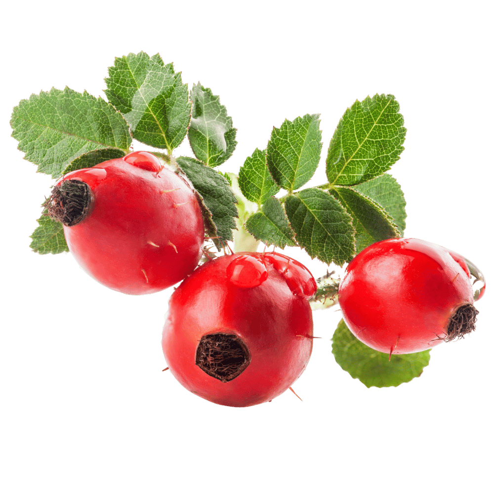 rose-hip