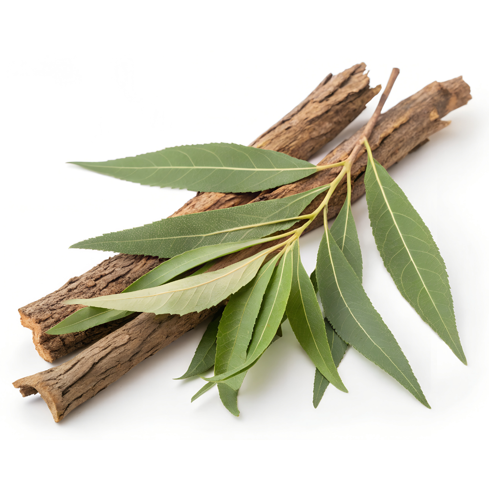 Bílá vrba – Salix alba