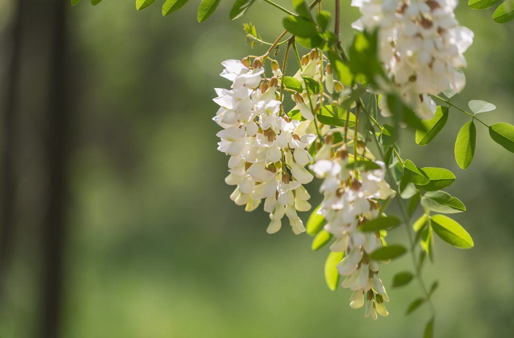 Pupeny a květy jerlínu japonského (Sophora japonica) – přírodní zdroj rutinu