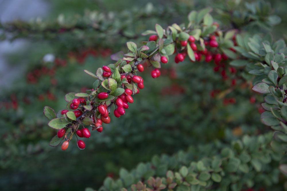 Berberis aristata – kořen dřišťálu