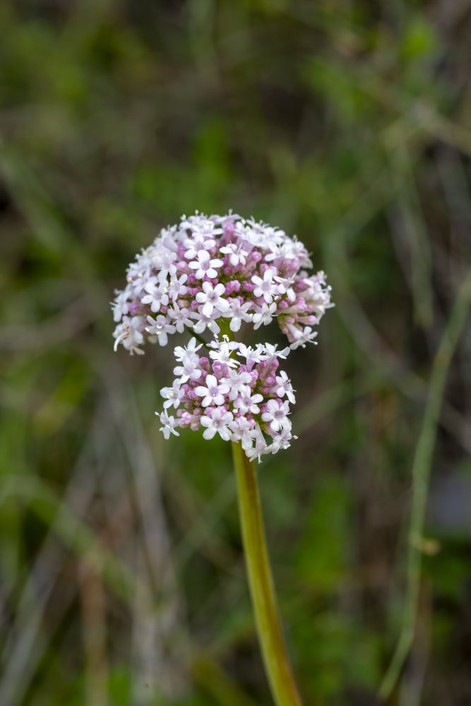 valeriana officinalis
