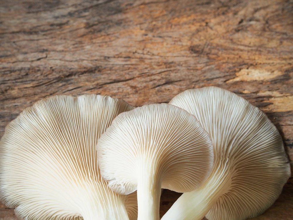 Hlíva ústřičná – Beta Glucan